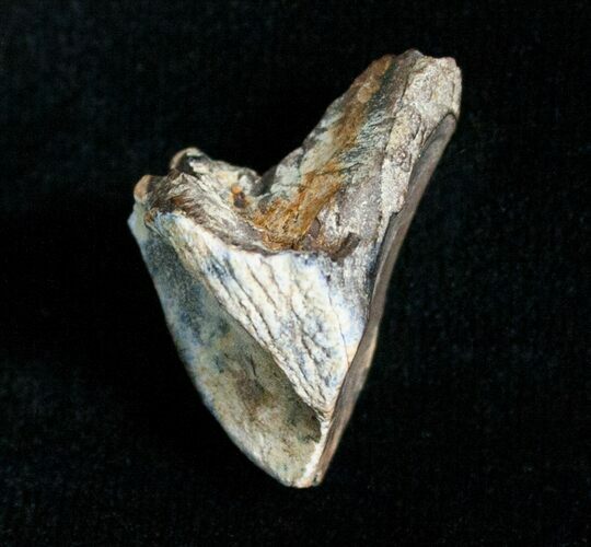 Triceratops Tooth With Partial Root - #4466